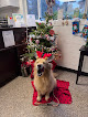 Pet boarding services K9 Country Club & Kitty Spa in Petaluma in California