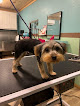 Pet boarding services K9 Devine Dog Boarding & Grooming in Bridge City in Orange