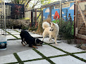 Pet boarding services K9 Lounge - Dog Boarding And Pet Care | San Leandro, Ca in San Leandro in CA