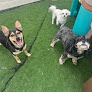 Pet boarding services K9 Playland in Charlotte in NC