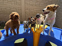 Pet boarding services K9 Resorts Luxury Pet Hotel Chandler in Chandler in Arizona
