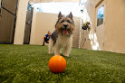 Pet boarding services K9 Resorts Luxury Pet Hotel Fairfield in Fairfield in Essex