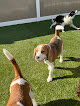 Pet boarding services K9 Resorts Luxury Pet Hotel Hillsborough in Hillsborough Township in Somerset