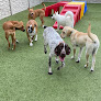 Pet boarding services K9 Resorts Luxury Pet Hotel Houston - Energy Corridor in Houston in TX