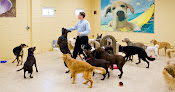 Pet boarding services K9 Resorts Luxury Pet Hotel Madison in Madison in Morris