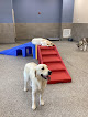 Pet boarding services K9 Resorts Luxury Pet Hotel Overland Park in Overland Park in KS