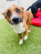 Pet boarding services K9 Resorts Luxury Pet Hotel Rogers in Rogers in Arkansas