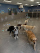 Pet boarding services K9 Resorts Luxury Pet Hotel Scottsdale in Scottsdale in Scottsdale, AZ