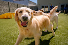 Pet boarding services K9 Resorts Luxury Pet Hotel Wilmington in Wilmington in New Hanover