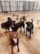 Pet boarding services K9-playtime Dog Day Care & Boarding in Hudson in Wisconsin