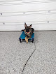 Pet boarding services Kansas City K9 Academy - Dog Training & Boarding in Greenwood in Missouri