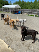Pet boarding services Katahdin Kritters in East Millinocket in Penobscot