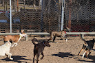 Pet boarding services Kc P.a.w.s. (protective Animal Welfare Society) ; Formerly A Dog's Fun Playce in Kansas City in Missouri