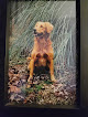 Pet boarding services Kelly Run Farm - Odenville in Odenville in Alabama