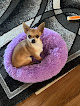 Pet boarding services Kennedy Kennels in South Whitley in Indiana
