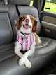 Pet boarding services Kennel Crest Country Club For Pets in Lawrence in Kansas