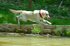 Pet boarding services Kennelresorts in Milford in OH