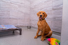Pet boarding services Kennelwood Pet Resort in St Peters in St. Charles