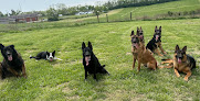 Pet boarding services Kentucky Dog Training Llc in Winchester in Kentucky