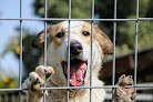 Pet boarding services Keoke Kennels Grooming & Boarding in Saco in Maine