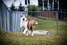 Pet boarding services Kerfree Kennels Llc in Sparta in NJ