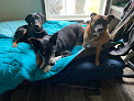 Pet boarding services Kiesel Bark in Auburn in Alabama