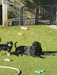 Pet boarding services Kim's Relaxing Pup's Castle Llc in Hilliard in Franklin