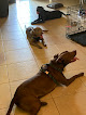 Pet boarding services Kindred Spirits Animal Clinic in Orlando in Florida