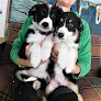 Pet boarding services Kobberdahl K9/billabong Border Collies in Nisland in South Dakota