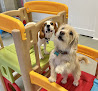 Pet boarding services Kodas Playhouse in Murfreesboro in Rutherford