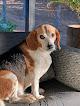 Pet boarding services Kowaliga Whole Health Pet Care in Eclectic in Alabama