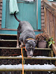 Pet boarding services Kozy Kennelz in Hartford in Maine
