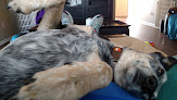 Pet boarding services Krazy 4 Dogs, Llc in Viola in KS