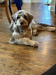 Pet boarding services Kreative Kanine Grooming in Lexington in Kentucky