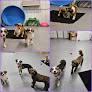 Pet boarding services Lacy's Struttin' Mutts in Tea in South Dakota