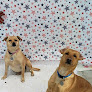 Pet boarding services Lakeside Pet Daycare & Resort in Dixon in Pulaski