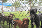 Pet boarding services Lauderdale Pet Lodge in Fort Lauderdale in Florida