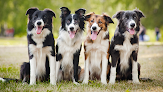 Pet boarding services Layhill Animal Hospital in Silver Spring in Maryland