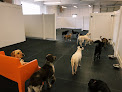 Pet boarding services Lazy Dog Crazy Dog - West Seattle in Seattle in King