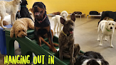 Pet boarding services Leader Of The Pack Canine Institute in Allentown in Pennsylvania