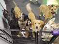 Pet boarding services Leash The Muttro Pups (the Muttropolitan) in Tacoma in Washington