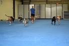 Pet boarding services Lexpets: Dog Daycare, Dog Boarding And Retail in Lexington in Kentucky