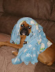 Pet boarding services Licky Paws Boarding And Grooming,llc in Searcy in Arkansas