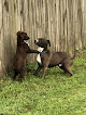 Pet boarding services Lisa's Dog House - Dog Boarding And Special Request Daycare in Denham Springs in Louisiana