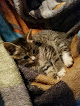 Pet boarding services Little Brown Dogs Grooming & Day Spa in Brownfield in Maine