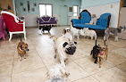 Pet boarding services Little Dogs Resort in Salt Lake City in Utah