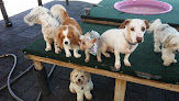 Pet boarding services Little Paws Pet Resort in Old Hickory in Tennessee