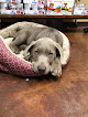 Pet boarding services Loftin Veterinary Hospital in Youngsville in Louisiana
