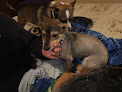 Pet boarding services Lorie's Pet Palace Dog Groom in Selma in CA