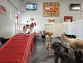 Pet boarding services Love My Dog Resort & Playground in St. Petersburg in Florida